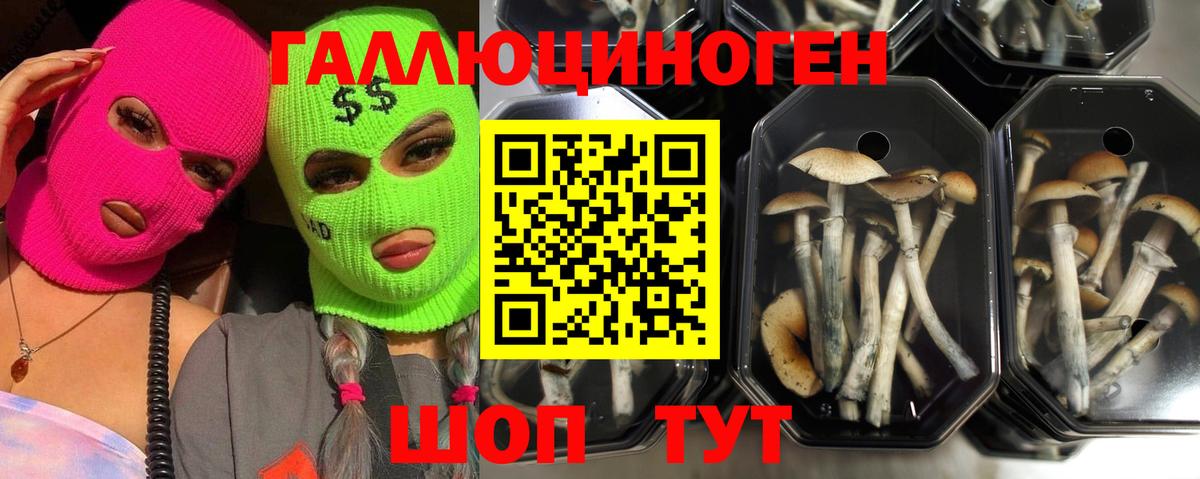 Галлюциногенные грибы мицелий  Вход с VPN  Севастополь 